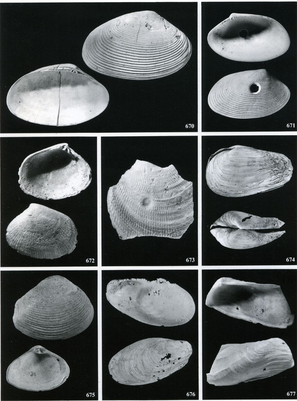 lamellibranco non identificato